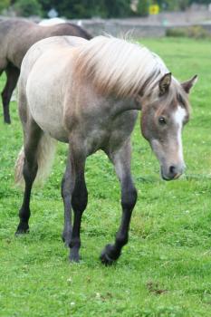 glencarrig sto e. cosheen stormboy u april rose glencarrig sto e. cosheen stormboy u april rose