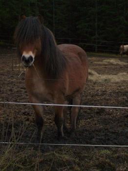 pontus 341 pontus 341