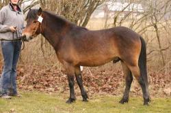 gervides-gustav-s